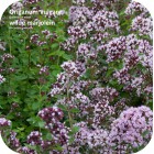 Origanum